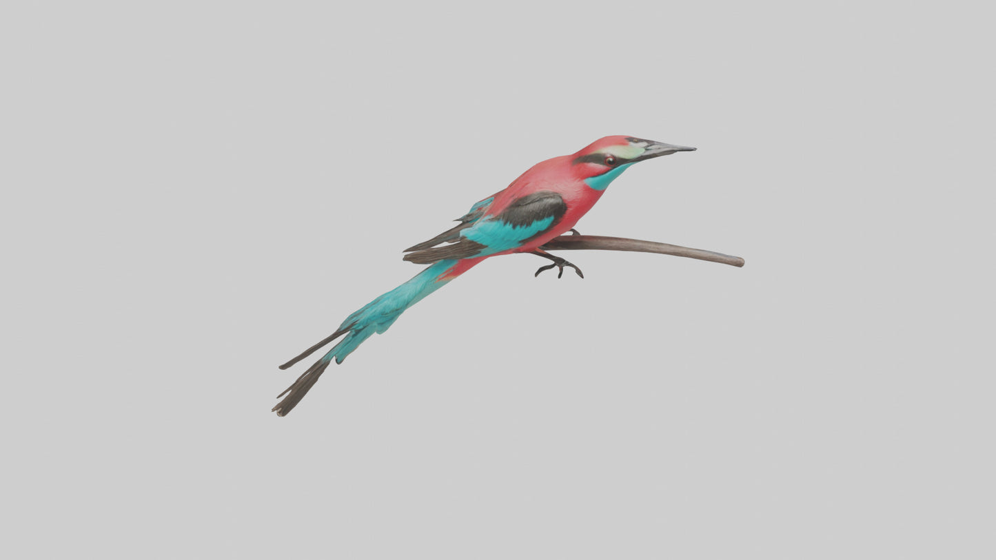 Carmine Beeeater perched model VR / AR / low-poly