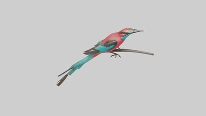 Carmine Beeeater perched model VR / AR / low-poly