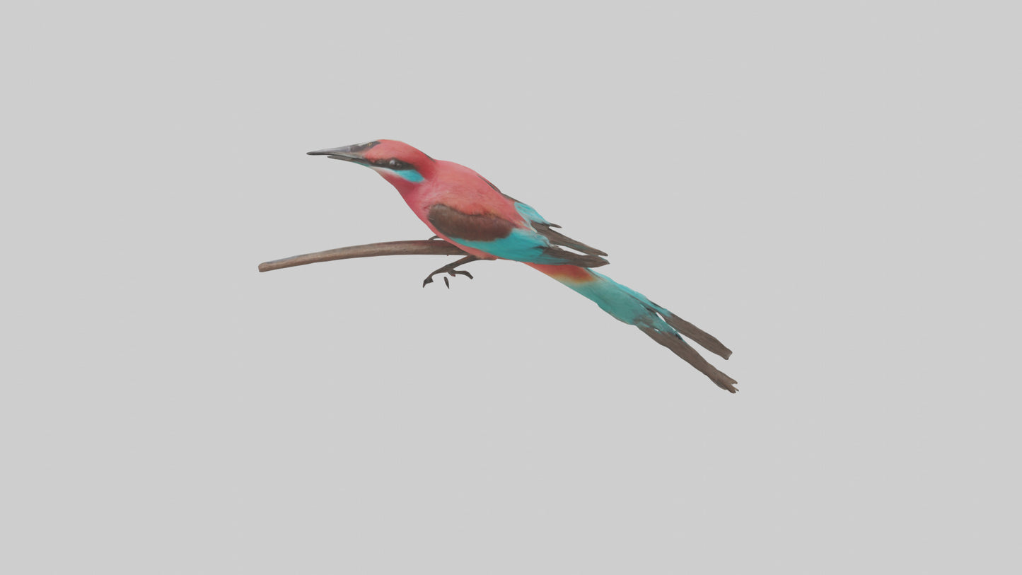 Carmine Beeeater perched model VR / AR / low-poly