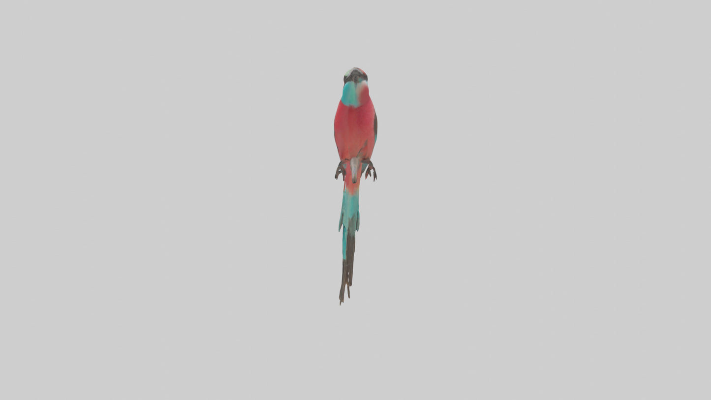 Carmine Beeeater perched model VR / AR / low-poly