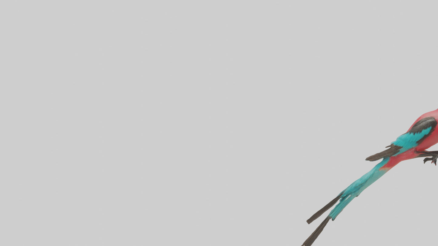 Carmine Beeeater perched model VR / AR / low-poly