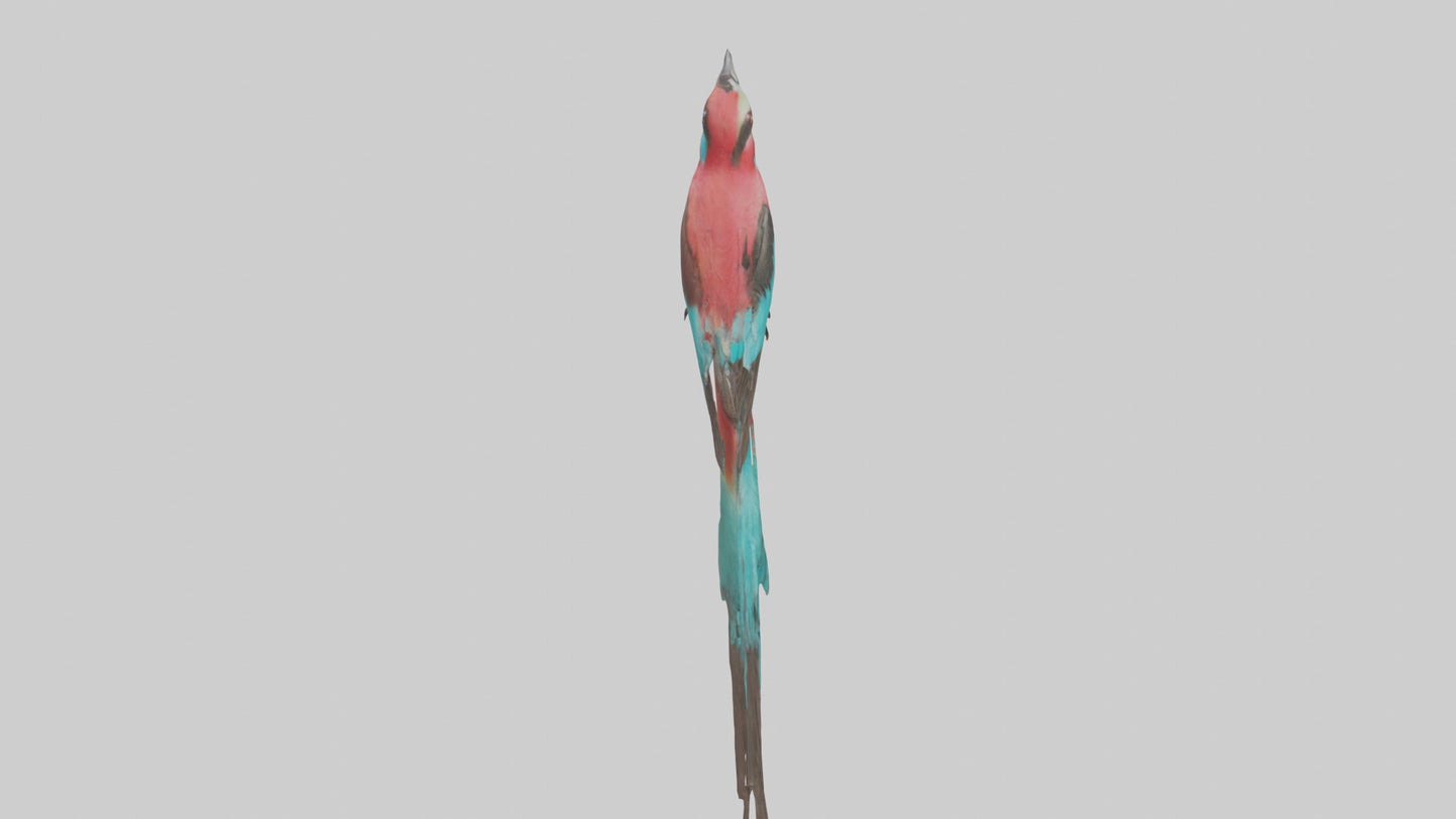 Carmine Beeeater perched model VR / AR / low-poly