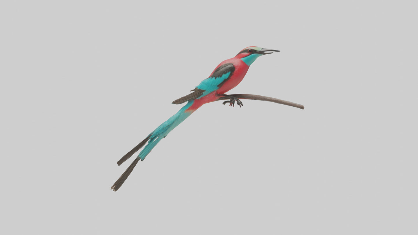 Carmine Beeeater perched model VR / AR / low-poly