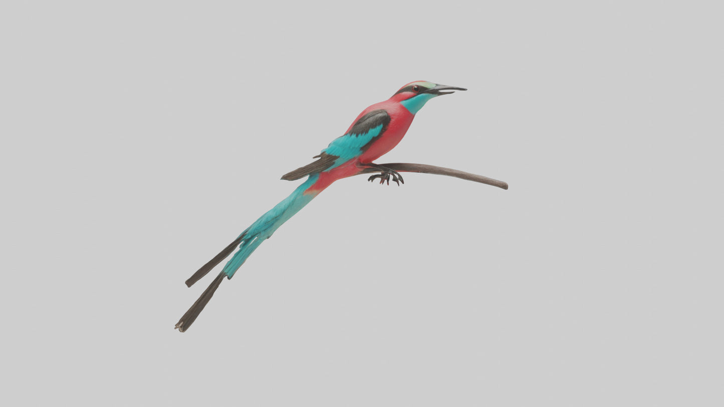 Carmine Beeeater perched model VR / AR / low-poly