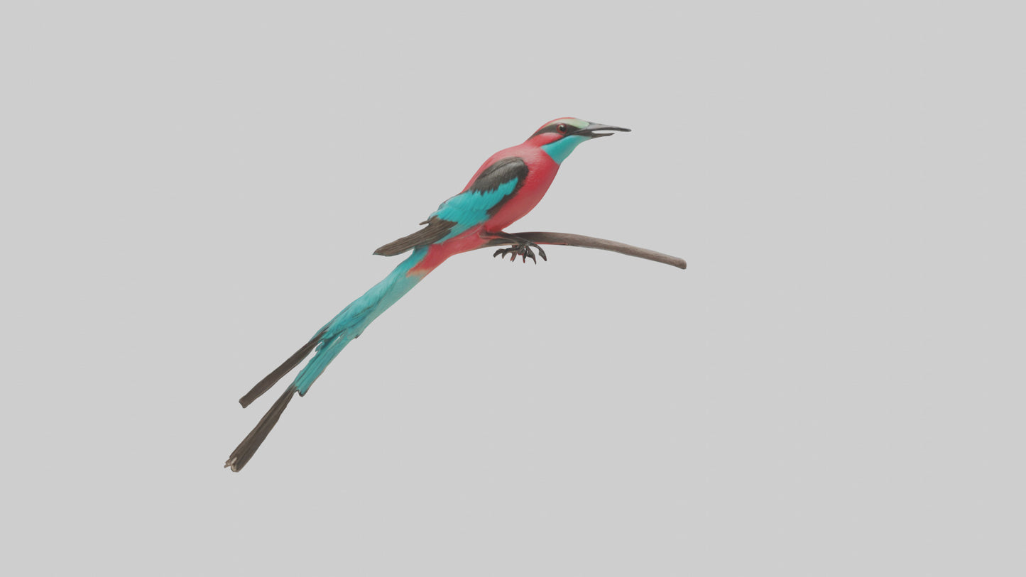 Carmine Beeeater perched model VR / AR / low-poly