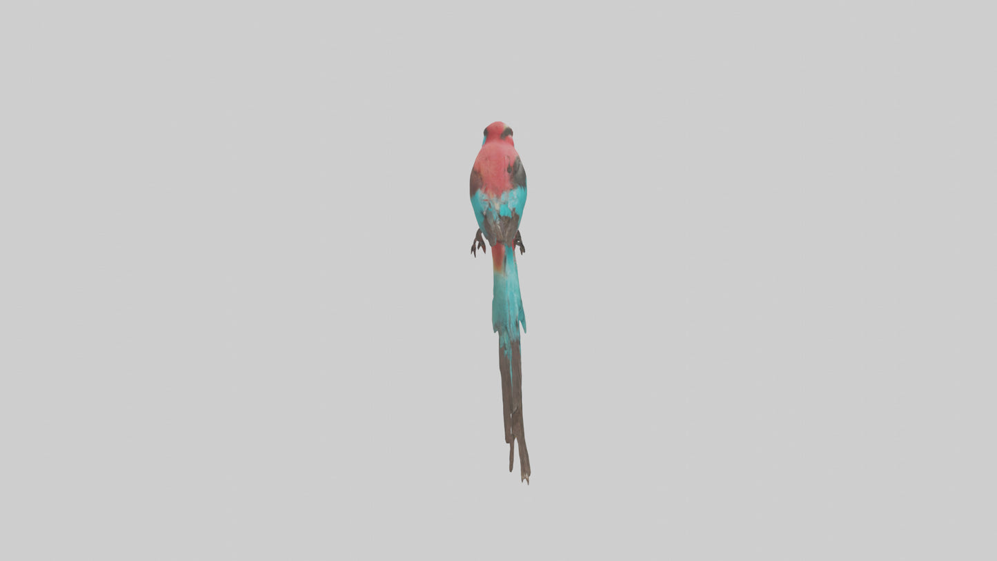 Carmine Beeeater perched model VR / AR / low-poly