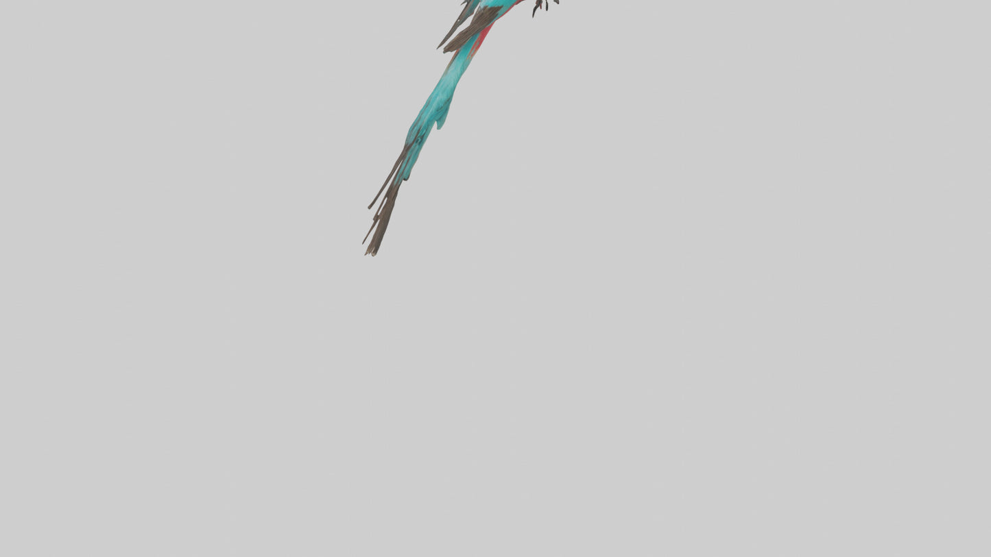Carmine Beeeater perched model VR / AR / low-poly