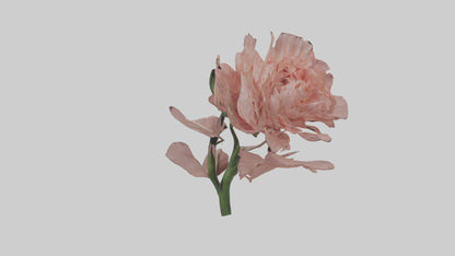 3D model Carnation model VR / AR / low-poly