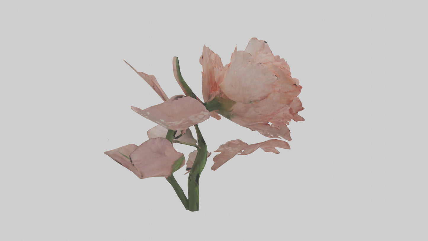 3D model Carnation model VR / AR / low-poly