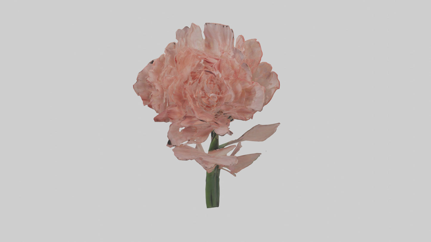 3D model Carnation model VR / AR / low-poly