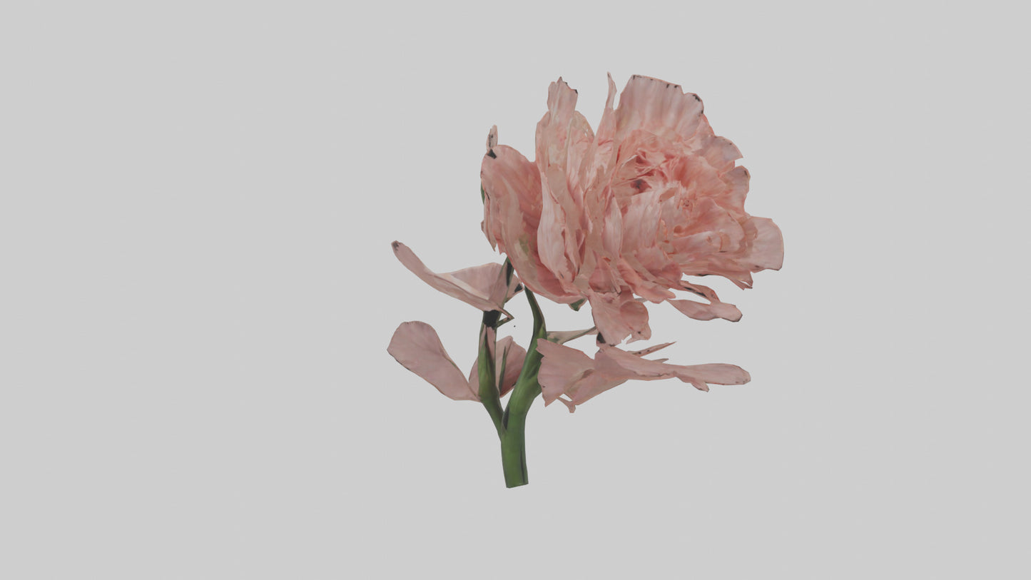 3D model Carnation model VR / AR / low-poly