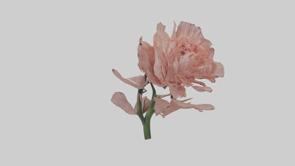 3D model Carnation model VR / AR / low-poly
