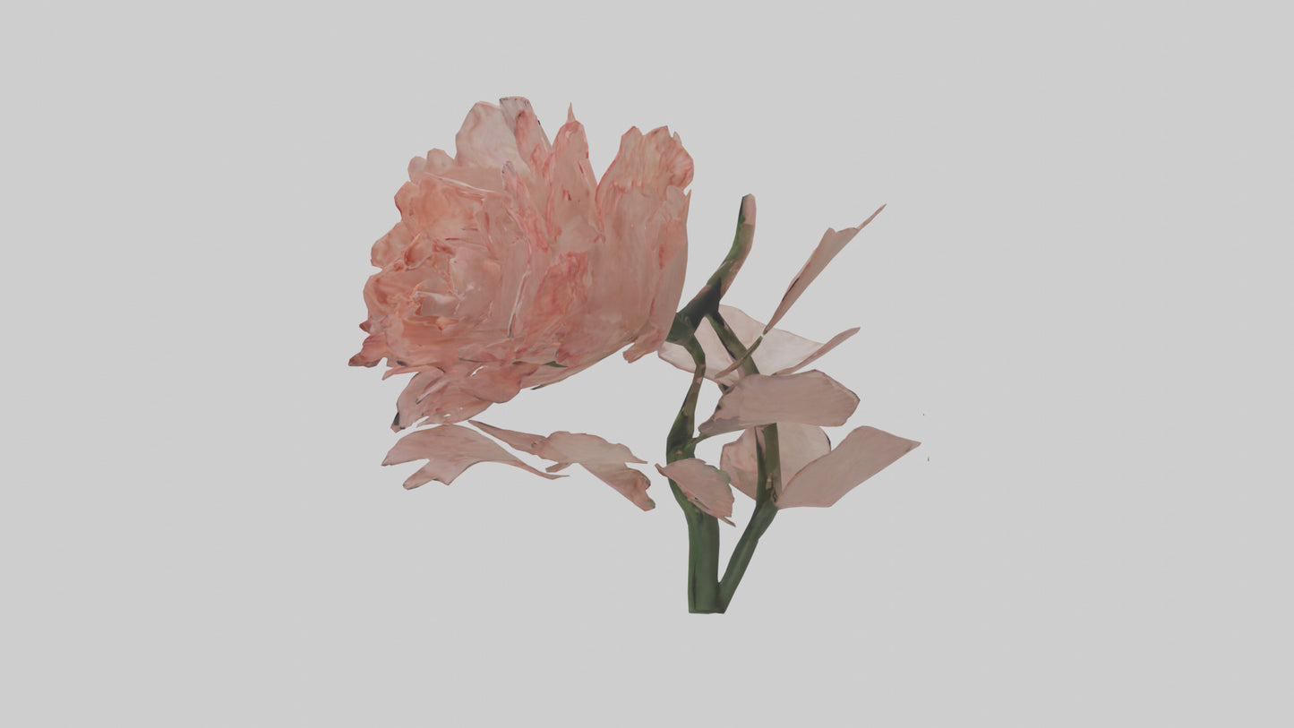 3D model Carnation model VR / AR / low-poly
