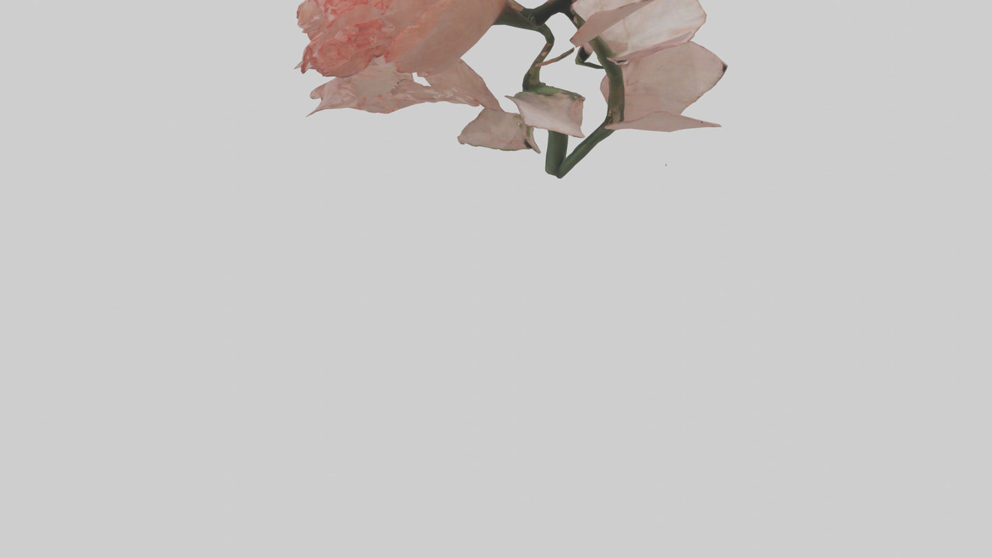 3D model Carnation model VR / AR / low-poly