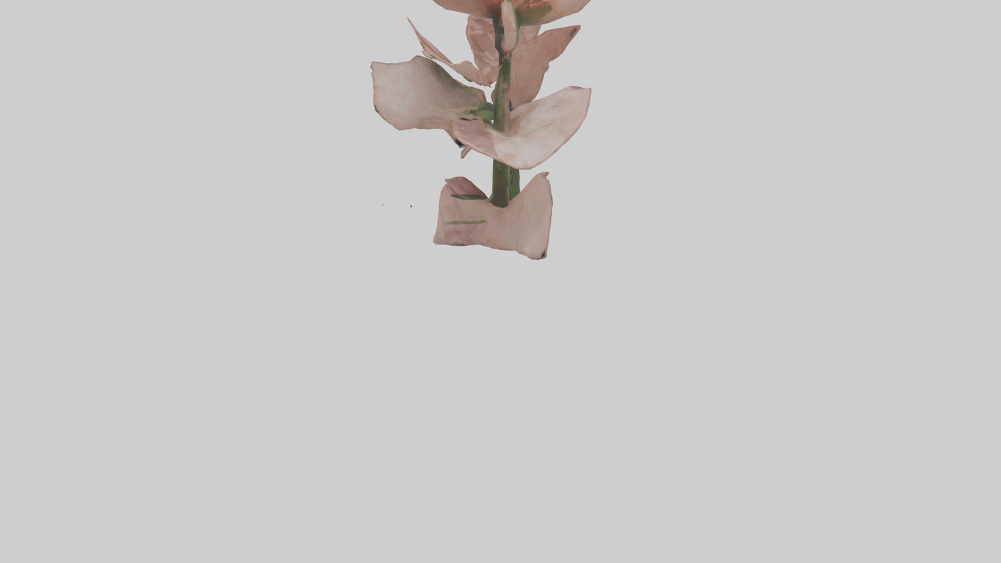 3D model Carnation model VR / AR / low-poly