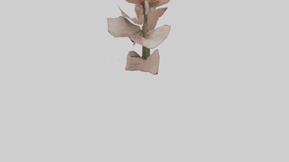 3D model Carnation model VR / AR / low-poly