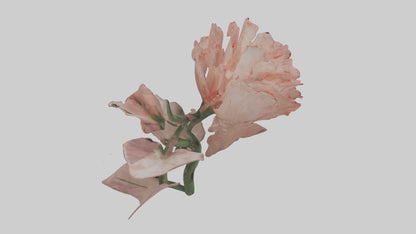 3D model Carnation model VR / AR / low-poly
