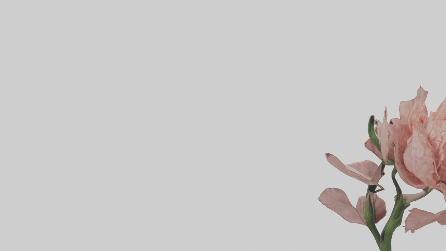 3D model Carnation model VR / AR / low-poly