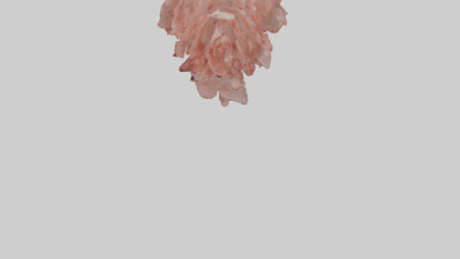 3D model Carnation model VR / AR / low-poly