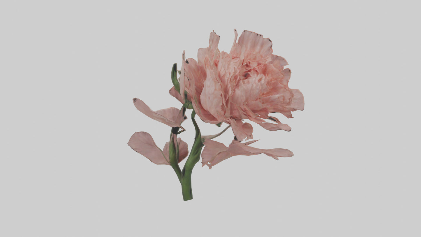 3D model Carnation model VR / AR / low-poly