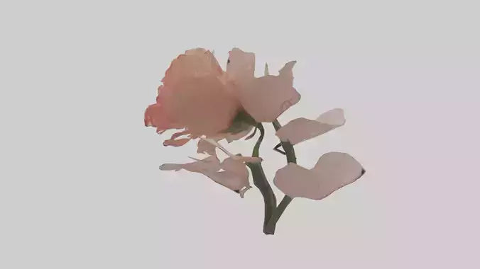 3D model Carnation model VR / AR / low-poly