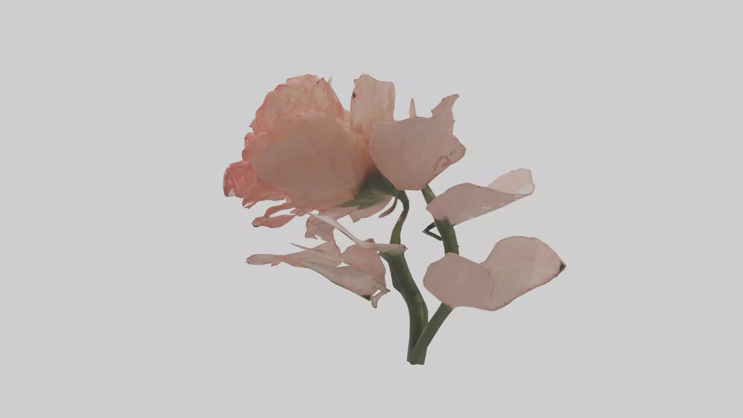 3D model Carnation model VR / AR / low-poly