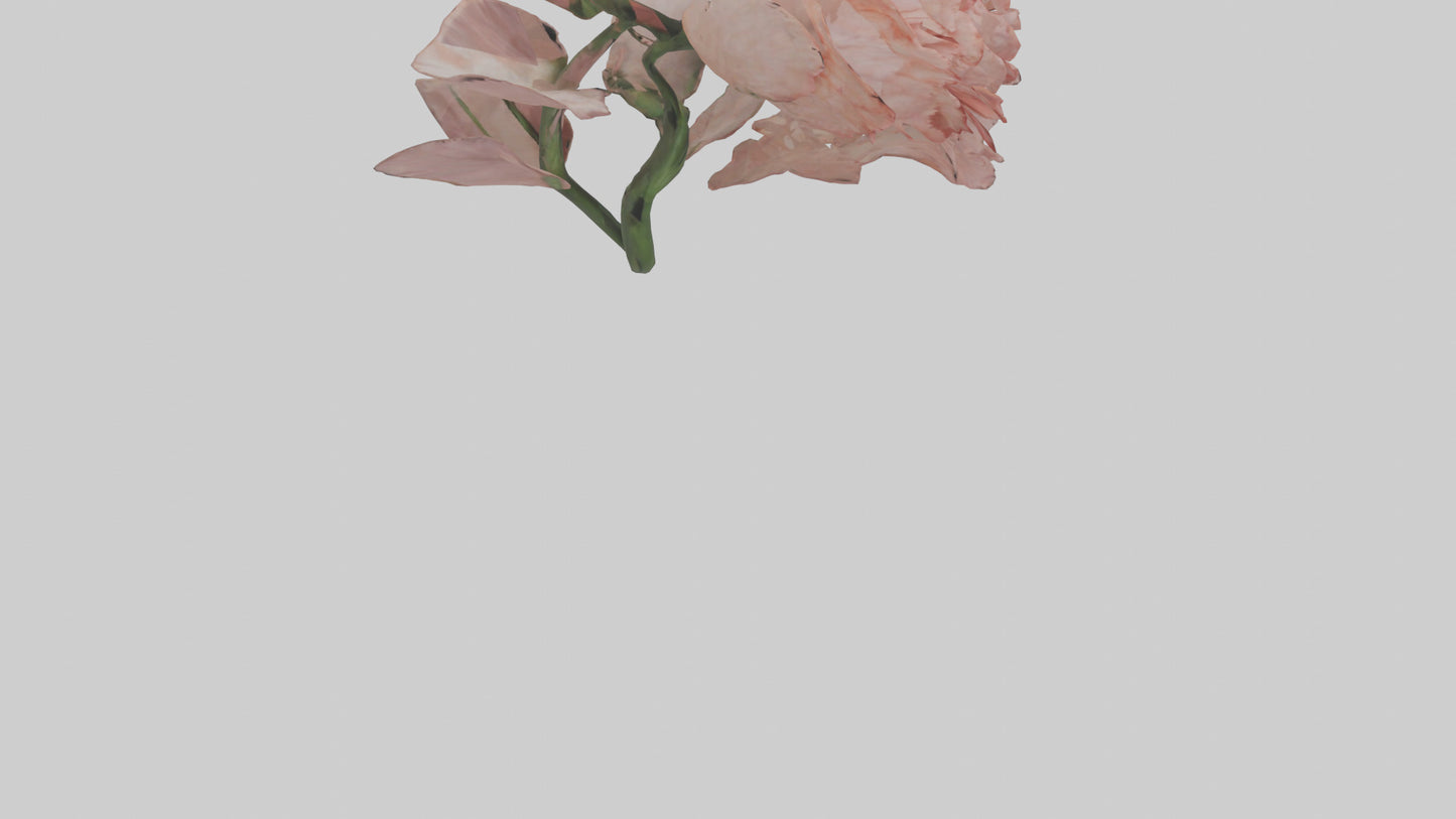 3D model Carnation model VR / AR / low-poly