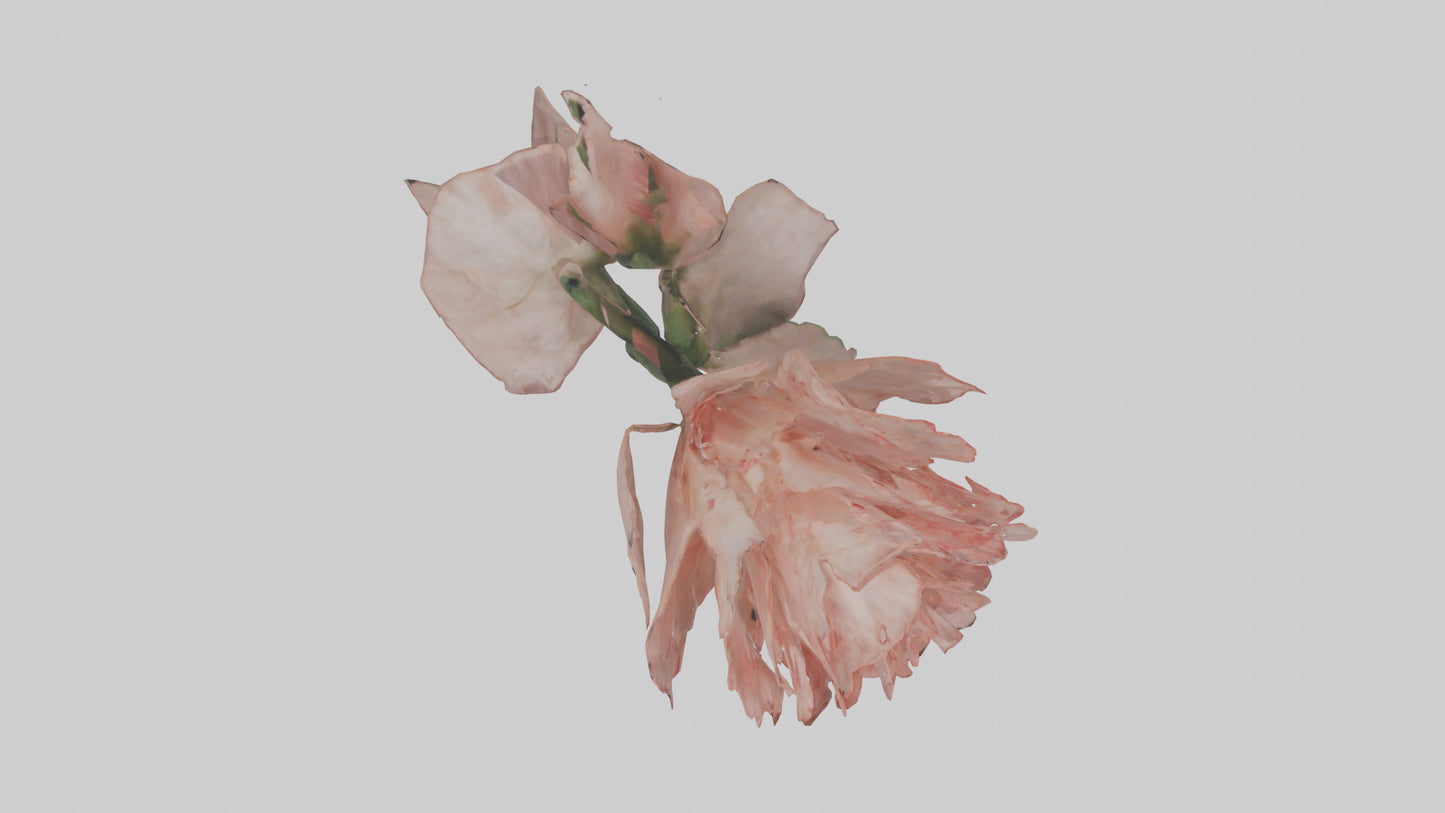3D model Carnation model VR / AR / low-poly