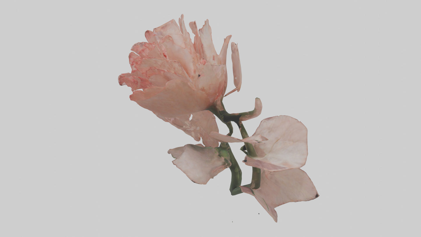 3D model Carnation model VR / AR / low-poly
