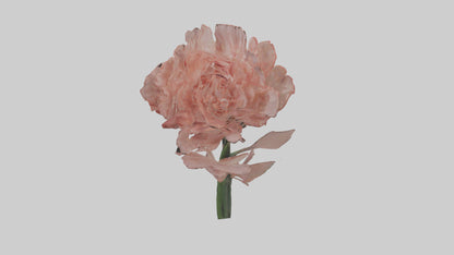 3D model Carnation model VR / AR / low-poly