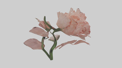 3D model Carnation model VR / AR / low-poly