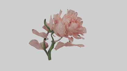 3D model Carnation model VR / AR / low-poly