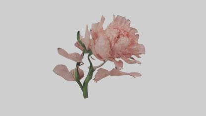 3D model Carnation model VR / AR / low-poly