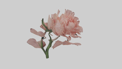 3D model Carnation model VR / AR / low-poly