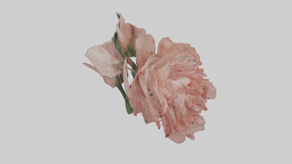 3D model Carnation model VR / AR / low-poly