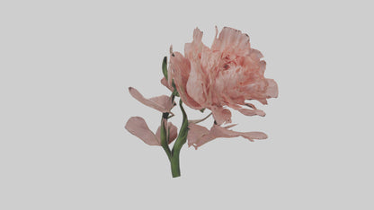 3D model Carnation model VR / AR / low-poly