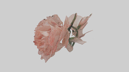 3D model Carnation model VR / AR / low-poly