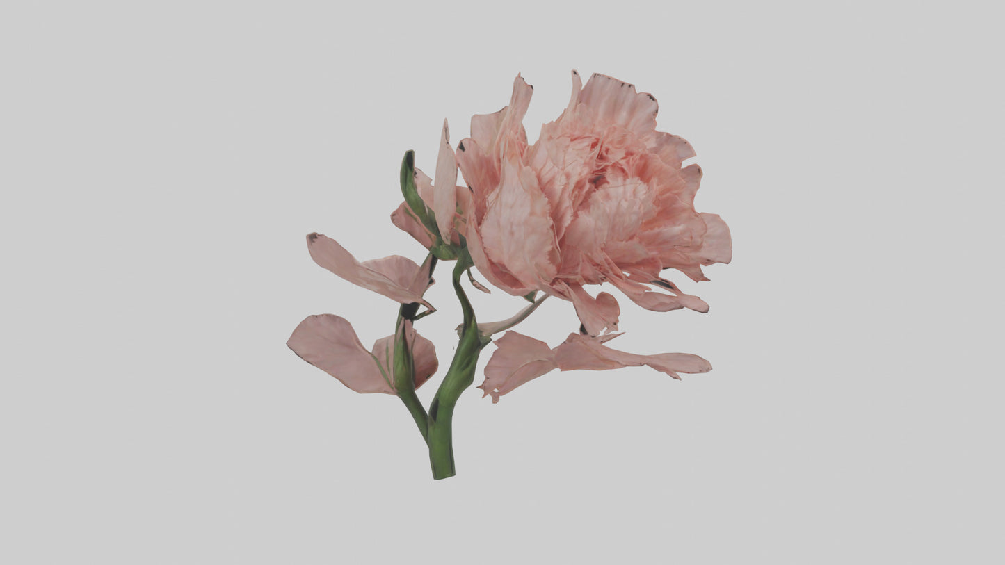3D model Carnation model VR / AR / low-poly