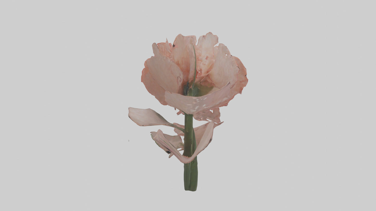 3D model Carnation model VR / AR / low-poly