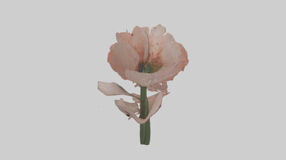 3D model Carnation model VR / AR / low-poly