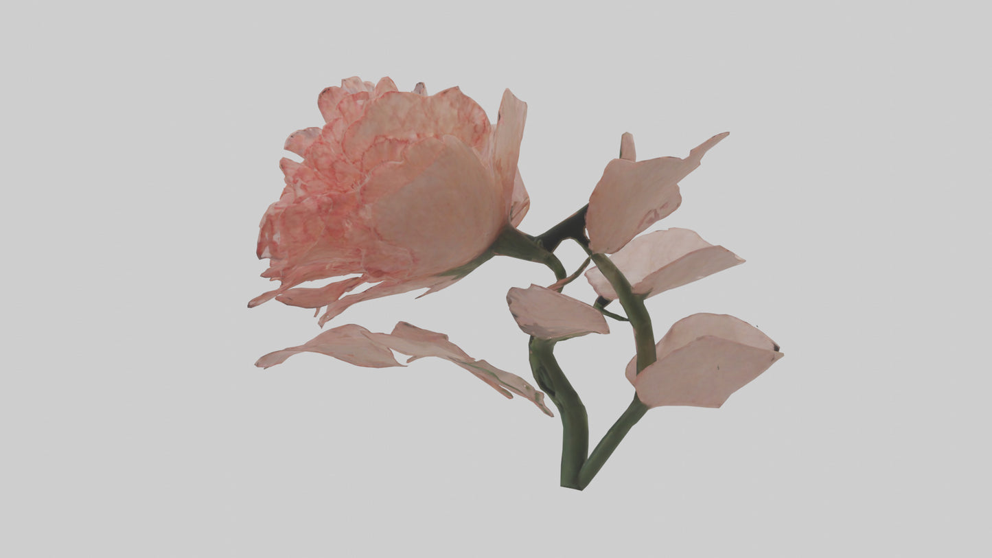 3D model Carnation model VR / AR / low-poly