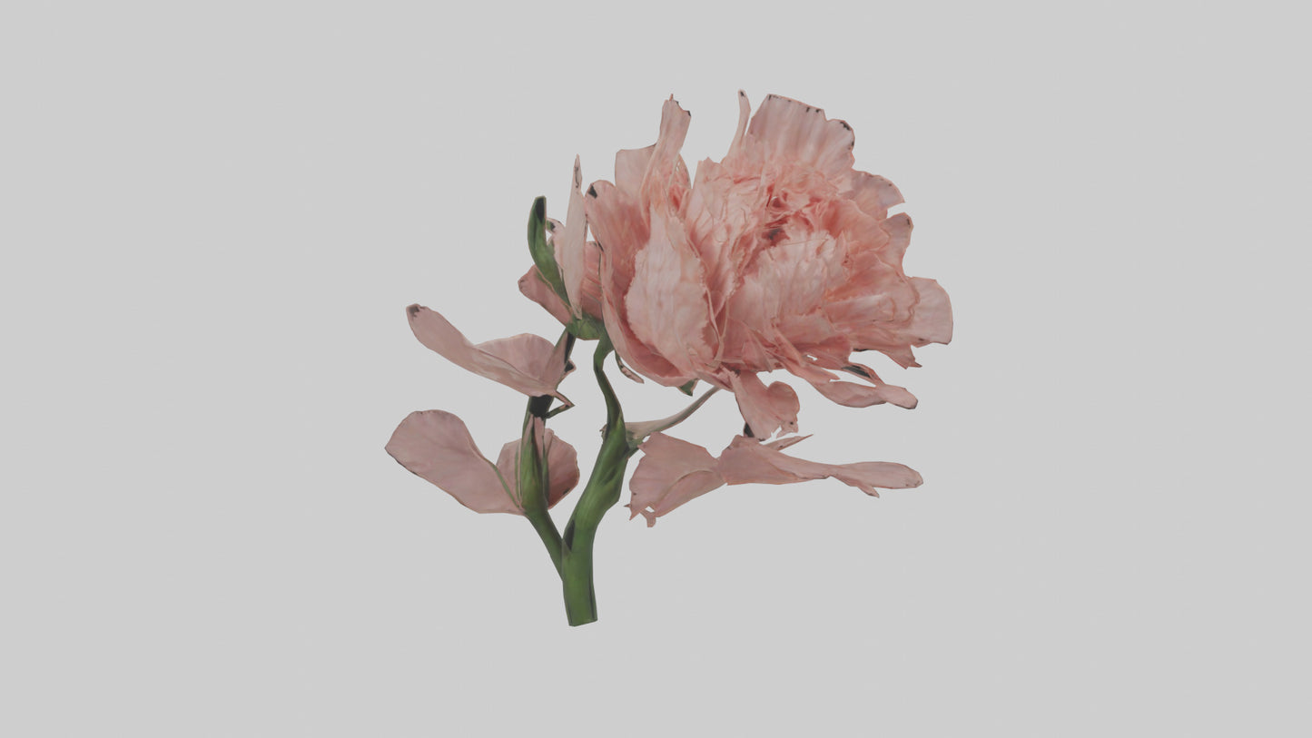 3D model Carnation model VR / AR / low-poly