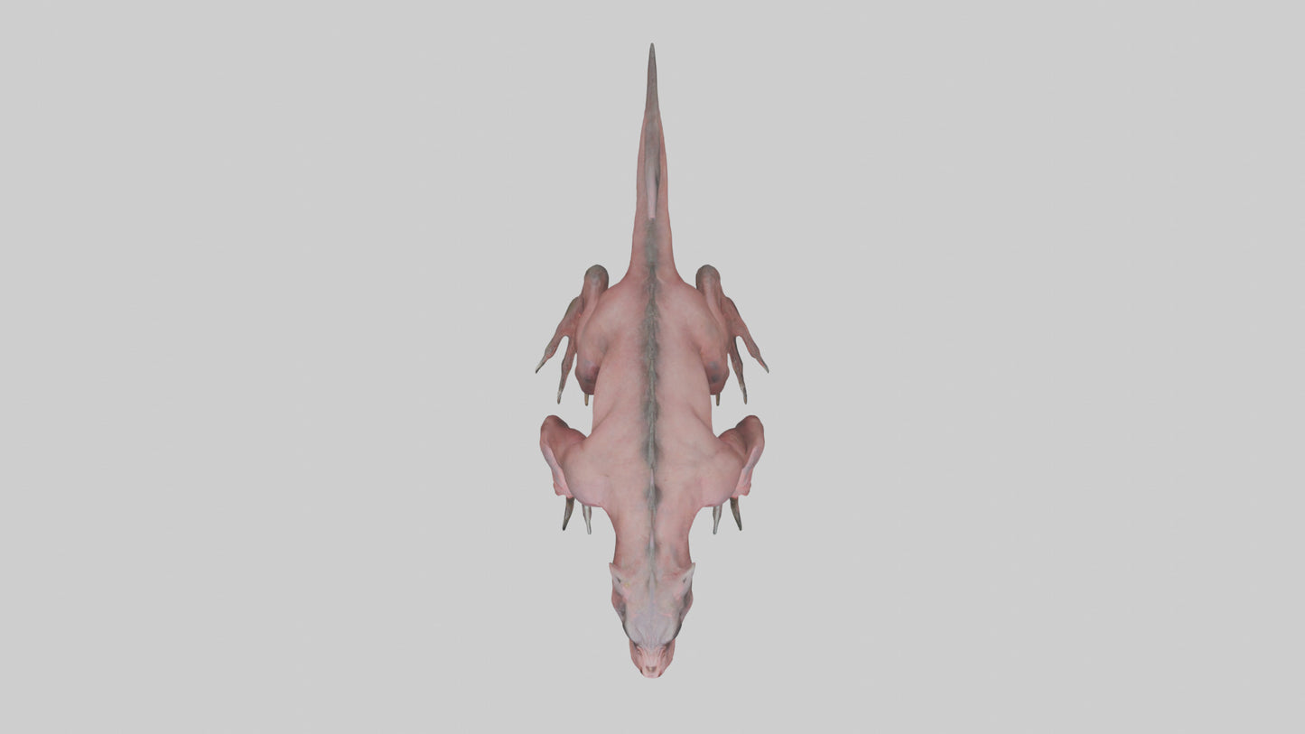 3D model Carnivorous Beast model VR / AR / low-poly
