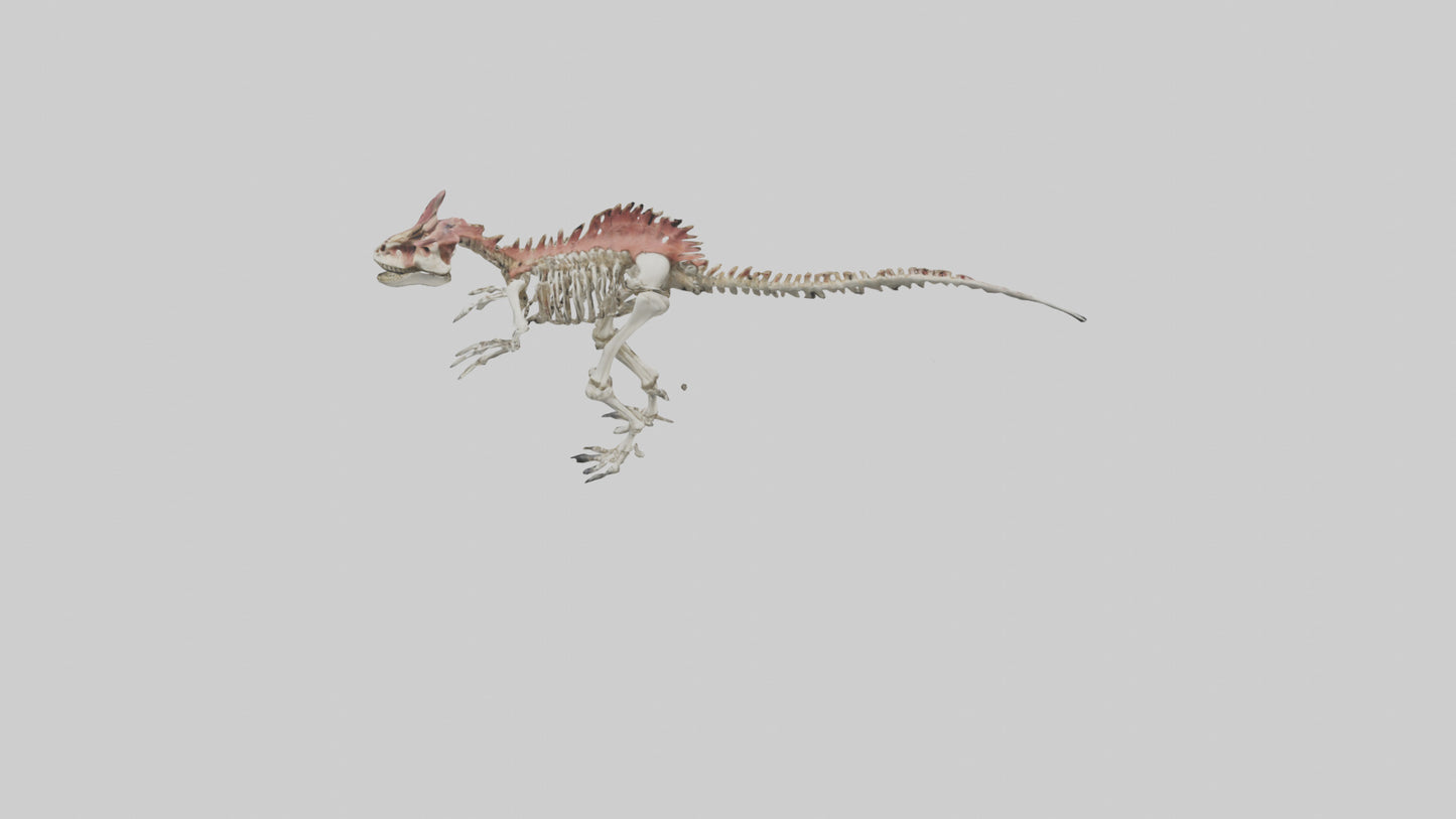 3D model Carnotaurus Skeleton model VR / AR / low-poly