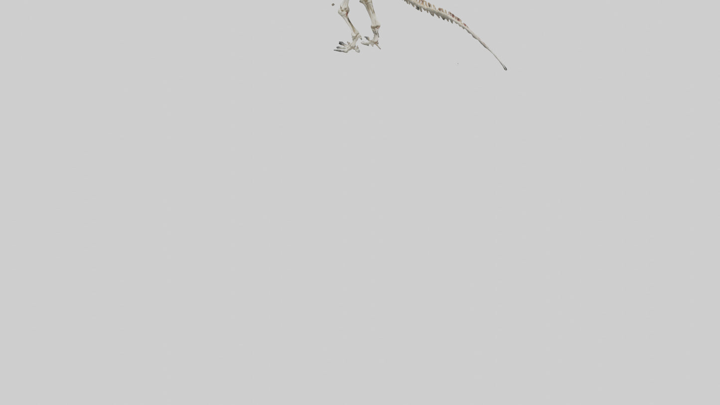 3D model Carnotaurus Skeleton model VR / AR / low-poly