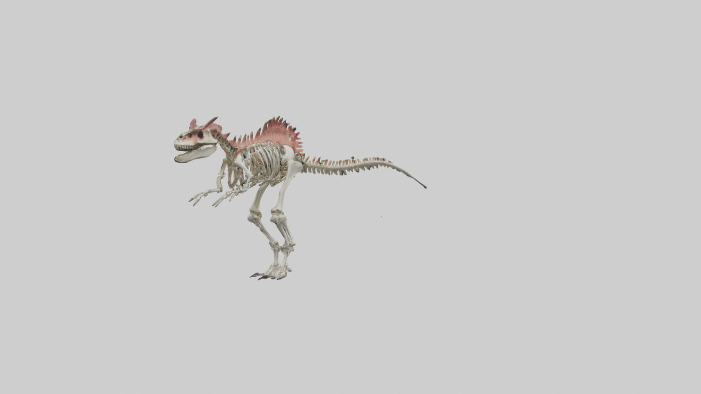 3D model Carnotaurus Skeleton model VR / AR / low-poly