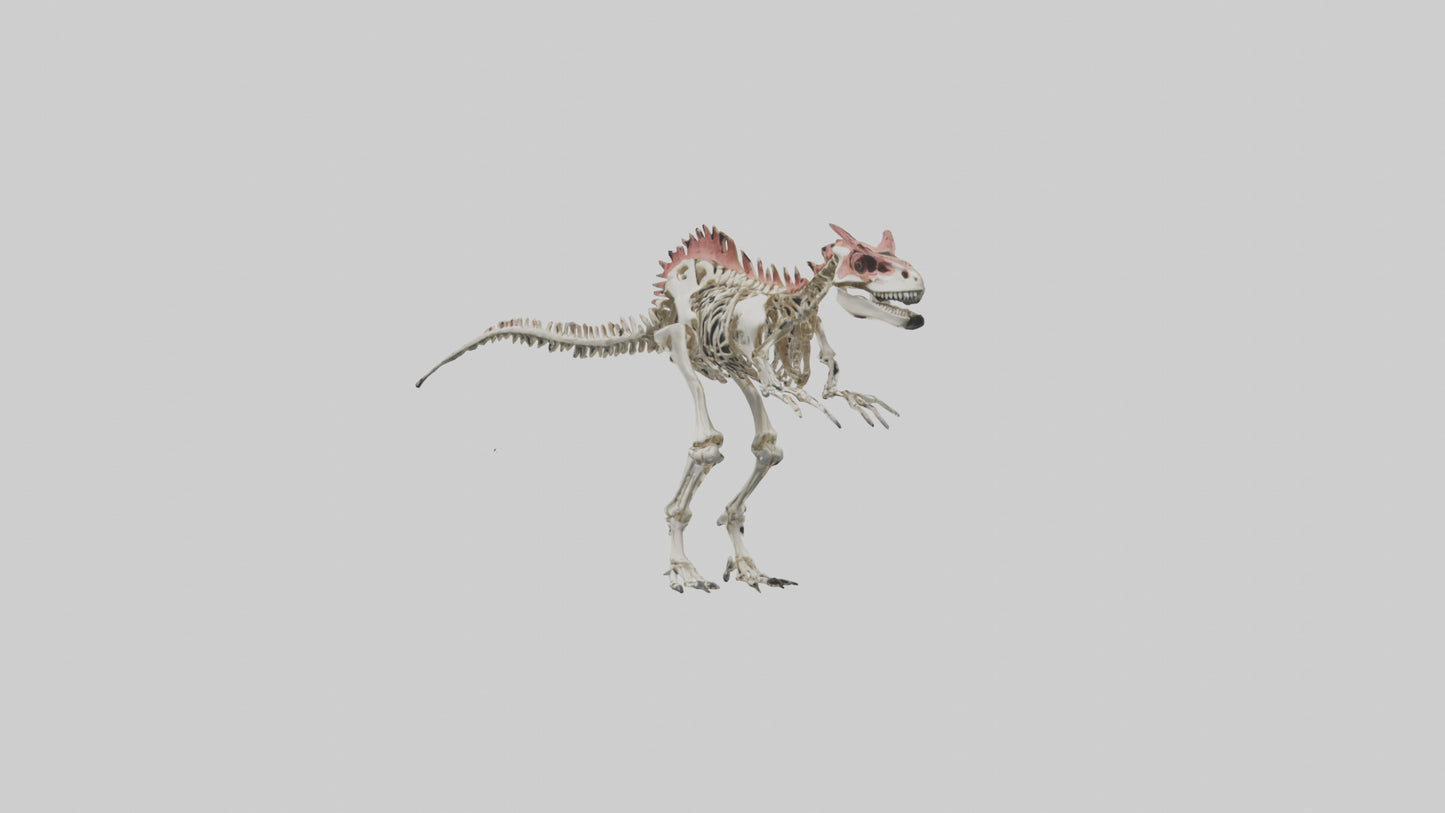 3D model Carnotaurus Skeleton model VR / AR / low-poly