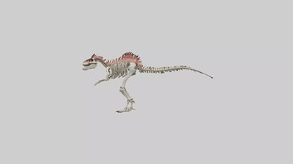 3D model Carnotaurus Skeleton model VR / AR / low-poly
