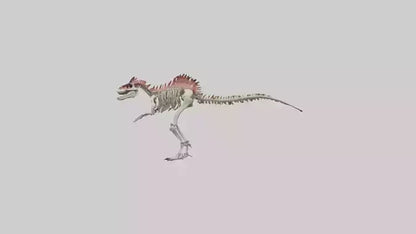 3D model Carnotaurus Skeleton model VR / AR / low-poly