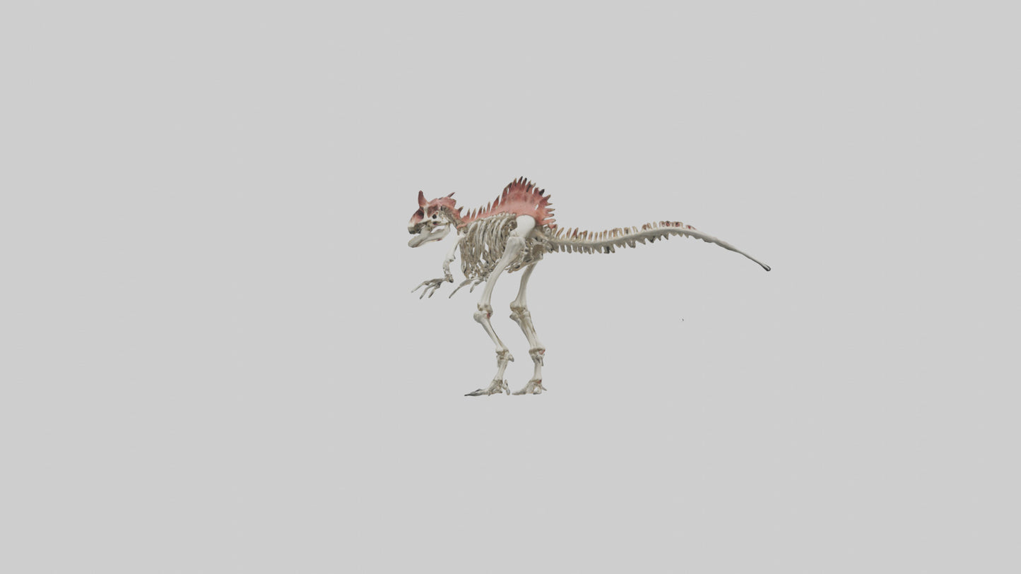 3D model Carnotaurus Skeleton model VR / AR / low-poly